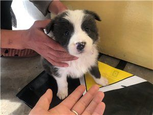 纯种边境牧羊犬