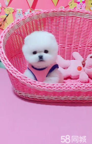 3个月的博美犬（公母均有）