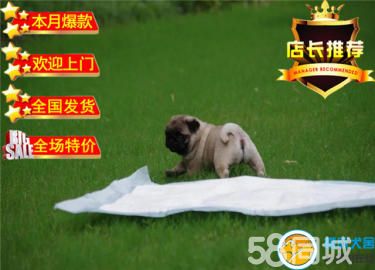 AC国际联保专业繁殖基地赛级巴哥幼犬签合同实地选狗