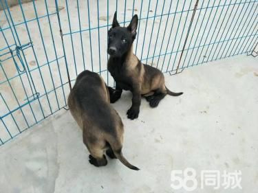 4个月的马犬2000元（公母均有）