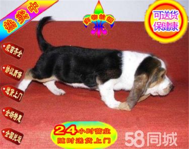 CKU纯种巴吉度,健康保证,血统保证,信誉保证