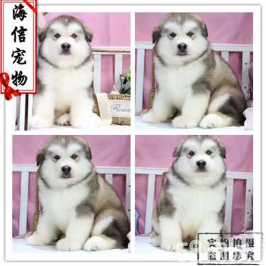 阿拉斯加狗狗出售了 活泼可爱的阿拉斯加 骨架大哦