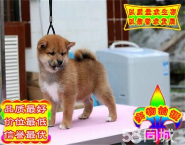 CKU金质犬业专业繁殖赤色双血统柴犬宝宝开放出售