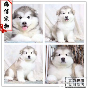 阿拉斯加狗狗出售了,活泼可爱的阿拉斯加,骨架大哦