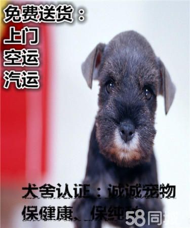 白胡子圣诞老头雪纳瑞,智商高聪明可爱快快带回家吧