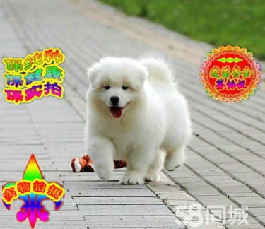澳版萨摩专业出售纯种萨摩幼犬 赛级高品质 支持送货 