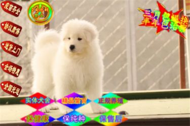 白天使萨摩耶骨量大 毛量佳正规犬舍繁殖澳版萨摩耶
