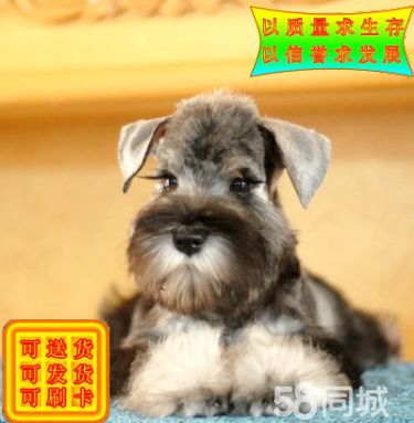 白胡子雪爷爷血统纯正品相*佳雪纳瑞幼犬 信誉至上
