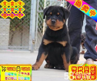 保证血统纯正、血缘清楚、不纯十倍赔偿——纯种罗威纳