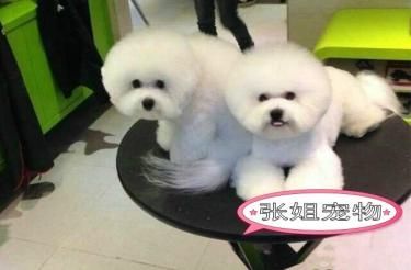 北京比熊犬专卖、训练过:坐、立、卧、上厕所都会