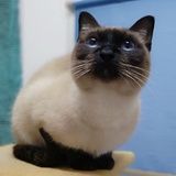 我的猫叫包包