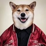 馍仁铂鸥