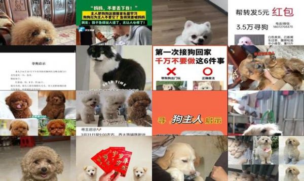领养狗狗要给主人发红包吗