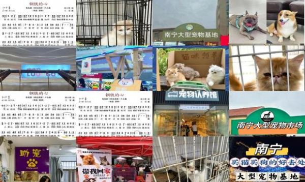 南宁市宠物领养中心