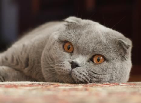 苏格兰折耳猫