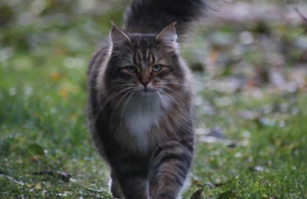 挪威森林猫