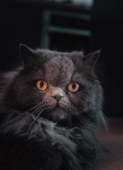 蓝色波斯猫