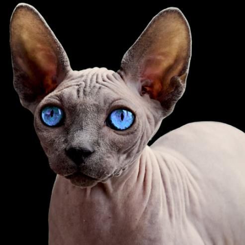 加拿大无毛猫 斯芬克斯猫