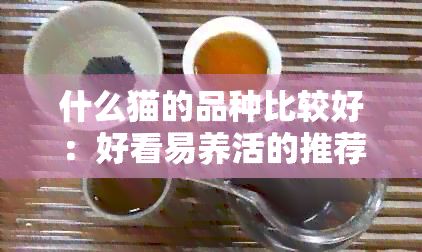 什么猫的品种比较好：好看易养活的推荐