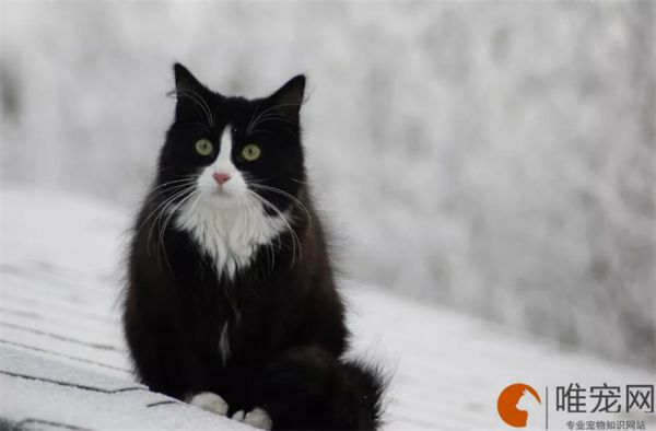 十大颜值最高的猫分别是什么 哪种好看又好养