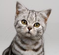 宠物猫哪种比较好 ?