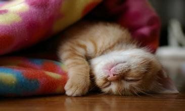 宠物猫哪种比较好 ?