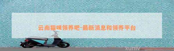 云南猫咪领养吧-最新消息和领养平台