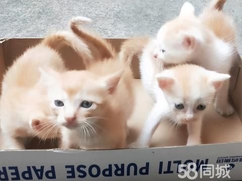湛江宠物赠送/领养·幼猫免费赠送给,与猫有缘的人。