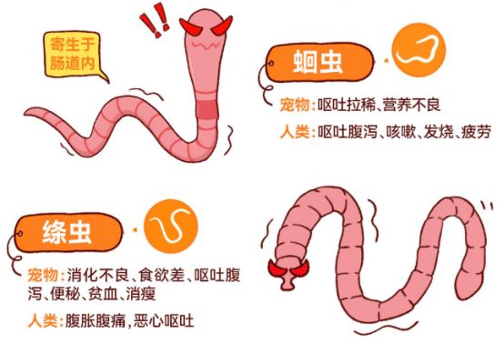 狗狗拉屎有虫子怎么驱虫？