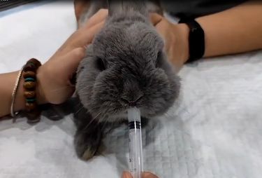 养的异宠生病了，不知道去哪里看病?---到佰怡宠物医院