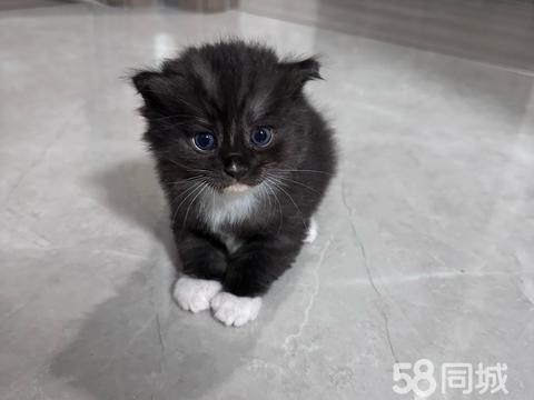 乐清宠物赠送/领养·小奶猫找家长