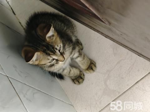 乐清宠物赠送/领养·自家猫生的小猫咪，四只一起找新家，都是两个月大的小可爱，都会用猫砂，能