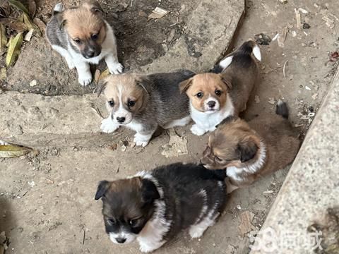 乐清宠物赠送/领养·小狗领养