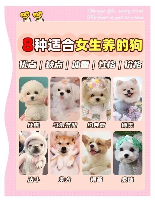 跳跳妹妹的宠物狗名字由来 每个名字都有暖心故事