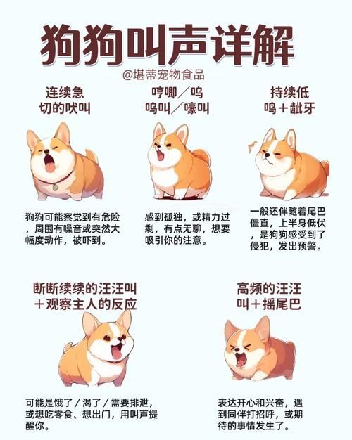 跳跳妹妹的宠物狗名字由来 每个名字都有暖心故事