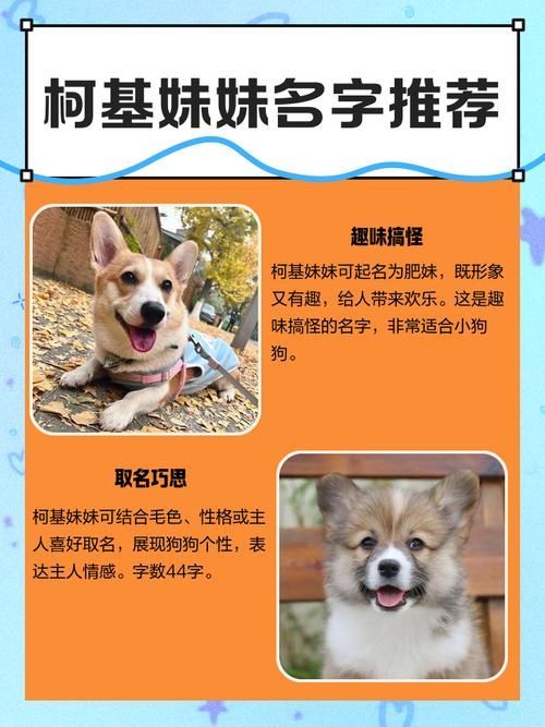 跳跳妹妹的宠物狗名字由来 每个名字都有暖心故事