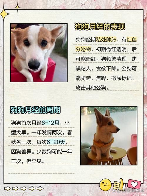 跳跳妹妹的宠物狗名字由来 每个名字都有暖心故事