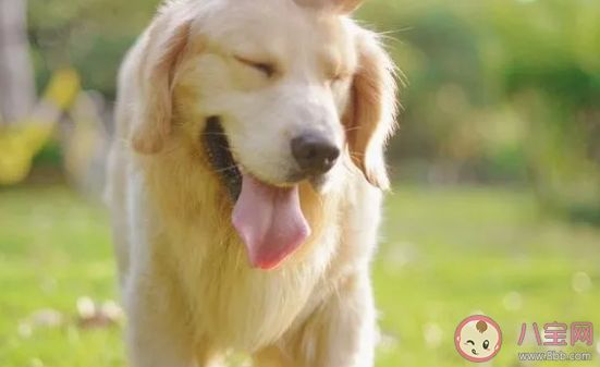主人可以给到底能不能给狗狗穿鞋子 狗狗穿鞋子不会走路什么办