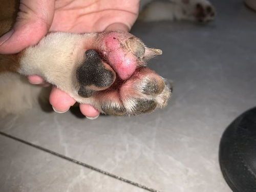 宠物胸腔积血是什么原因引起的？