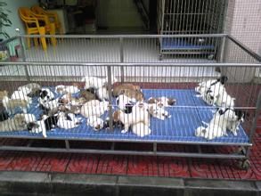 南海大沥新城南宠物市场
