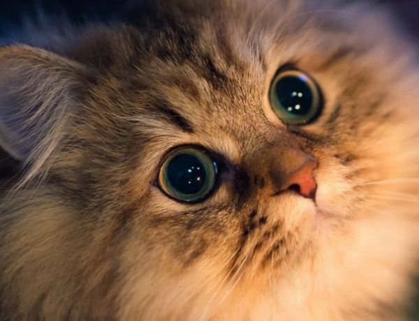 给猫起个名字特别萌的 小猫特殊名字推荐