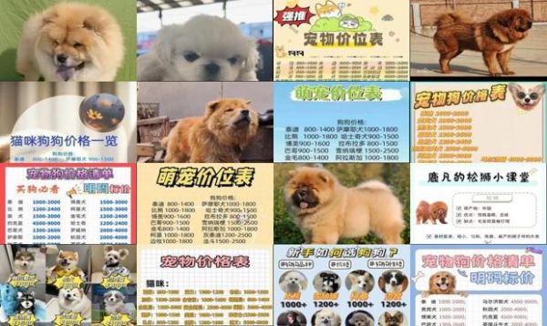 棕狮狗价格