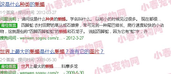 世界蜥蜴品种大全图片