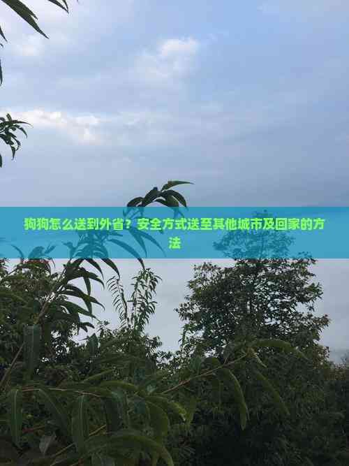 狗狗怎么送到外省？安全方式送至其他城市及回家的方法