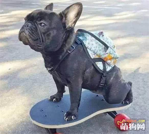 法国斗牛犬的6大优点，难怪那么多人养！