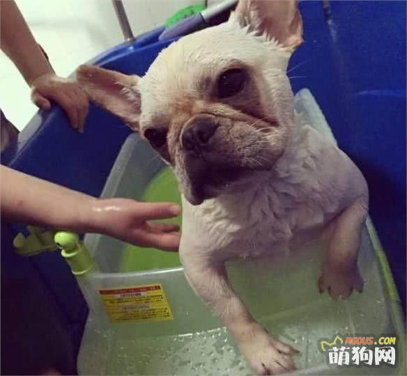 法国斗牛犬的6大优点，难怪那么多人养！