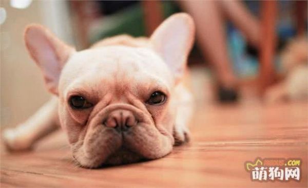 法国斗牛犬的6大优点，难怪那么多人养！