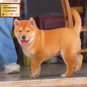 艳艳宠物头像