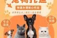 宣恩猫咪托运-运输当地上门接宠