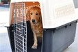 宠物托运）恩施宠物出国托运专车托运